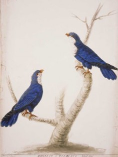 Lori bleu de Tahiti (1785)