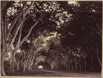 Allée de la Fautaua (1885)