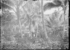 Cocoteraie de Sainte Amélie à Papeete (1892)