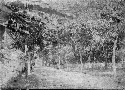 Rue de Rivoli à Papeete (1892)