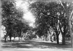 L’avenue de Sainte Amélie (1892)