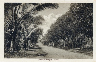 Avenue d’orangers à Taravao