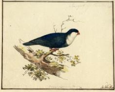 Lori bleu de Tahiti (1777)