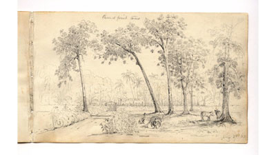 Arbres à pains (1834)