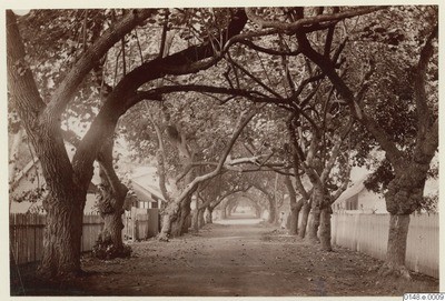 Rue de Papeete bordée d’arbres (1886)