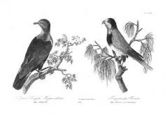 Der Kokuh und der Pihidi aus Nukahiwa (1814)