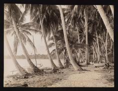 Pinchot South Seas Expedition : Toau (1929)