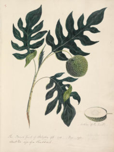 Le fruit de l’arbre à pain de Tahiti (1792)