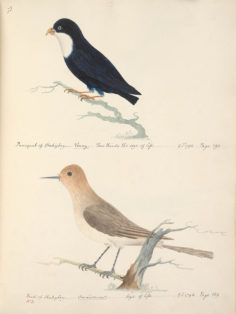 Oiseaux de Tahiti I (1792)