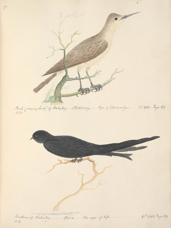 Oiseaux de Tahiti II (1792)