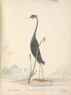 Héron de Tahiti (1792)