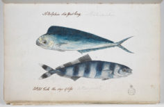 Mahi Mahi et poisson pilote (1791-1793)