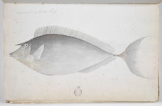 Nason à éperons bleus – Ume (1791-1793)