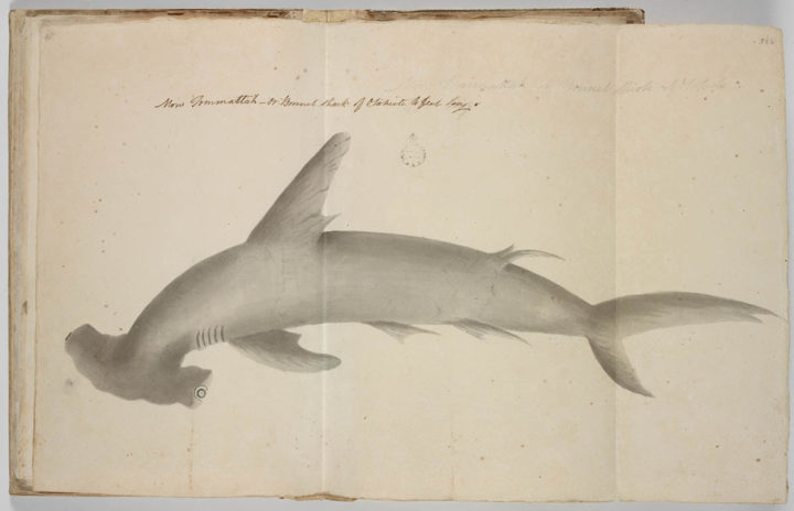 Requin-marteau – Ma’o taumata (1791-1793)