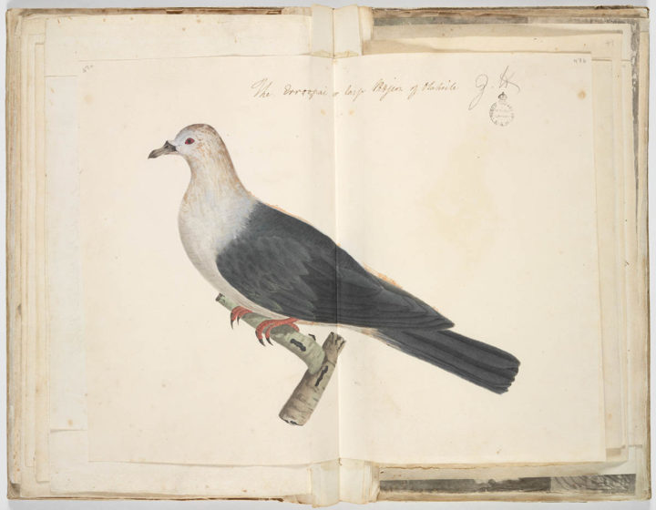 Carpophage de la Société (1791/1793)
