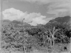 Chevaux devant paysage du Pacifique (1964)