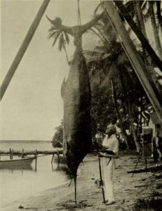 Zane Gray et un marlin géant