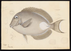 Dessins de poissons – Expédition américaine 1838-1842